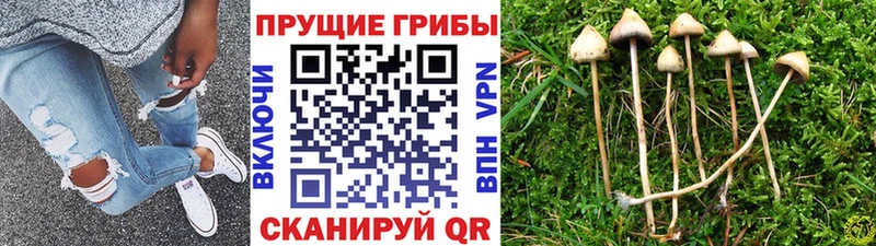 Псилоцибиновые грибы прущие грибы  Волоколамск 